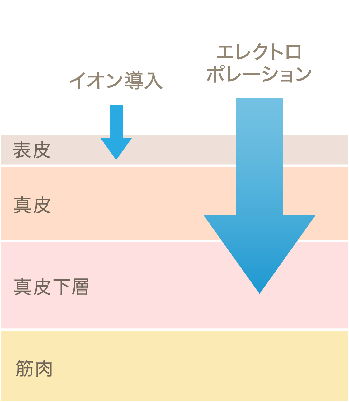 エレクトロポーションで浸透率アップ